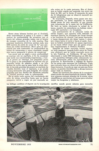 Se Escudriña la Vida de los Peces - Noviembre 1955