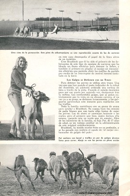 Adiestramiento de Galgos - Mayo 1959