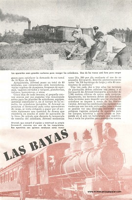 El Expreso de Las Bayas - Agosto 1949
