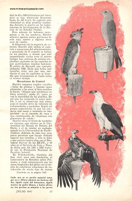 Escuela para adiestrar halcones - Julio 1957