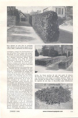 Decorando con Arbustos - Junio 1948