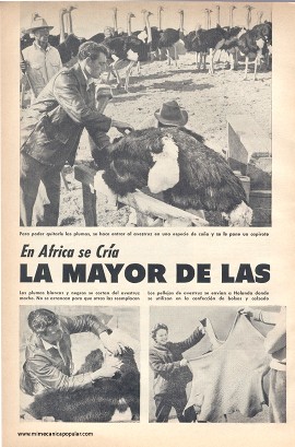 En África se cría la mayor de las aves conocidas -Avestruz - Junio 1959