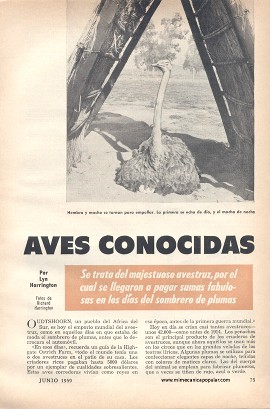 En África se cría la mayor de las aves conocidas -Avestruz - Junio 1959