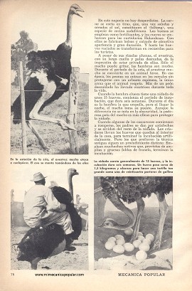 En África se cría la mayor de las aves conocidas -Avestruz - Junio 1959