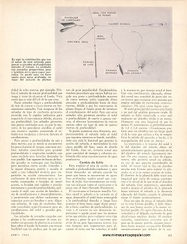 La Pesca Durante El Verano - Abril 1963