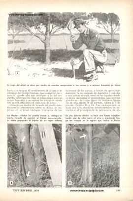 C&oacute;mo Rodrigar Arboles - Noviembre 1958