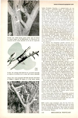 C&oacute;mo Rodrigar Arboles - Noviembre 1958
