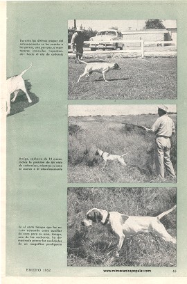Adiestrando Perdigueros con Caña de Pescar - Enero 1952