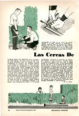 Las Cercas De Setos - Enero 1961
