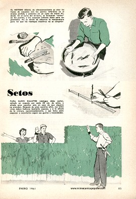 Las Cercas De Setos - Enero 1961