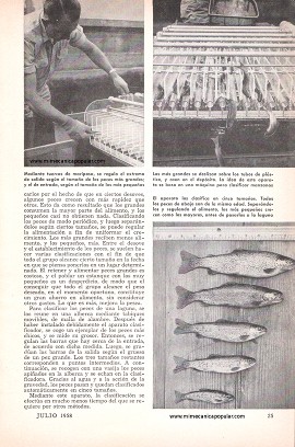 Clasificadora de Truchas - Julio 1958