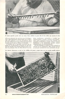 Usted Debería Criar Abejas - Mayo 1959
