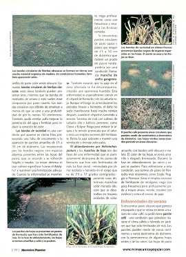 C&oacute;mo ganar la batalla contra las enfermedades del pasto - Junio 2001