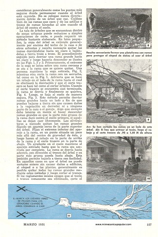 Cómo Cortar Arboles - Marzo 1951