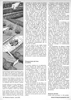 Huerto Casero - Junio 1975
